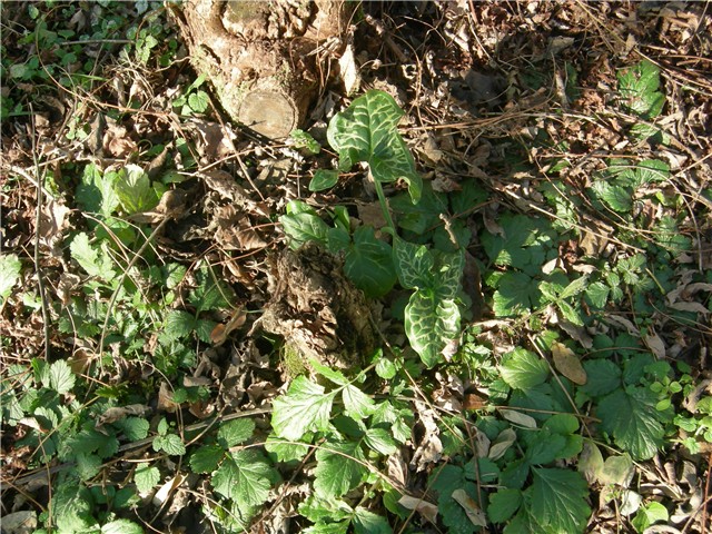 arčilend
